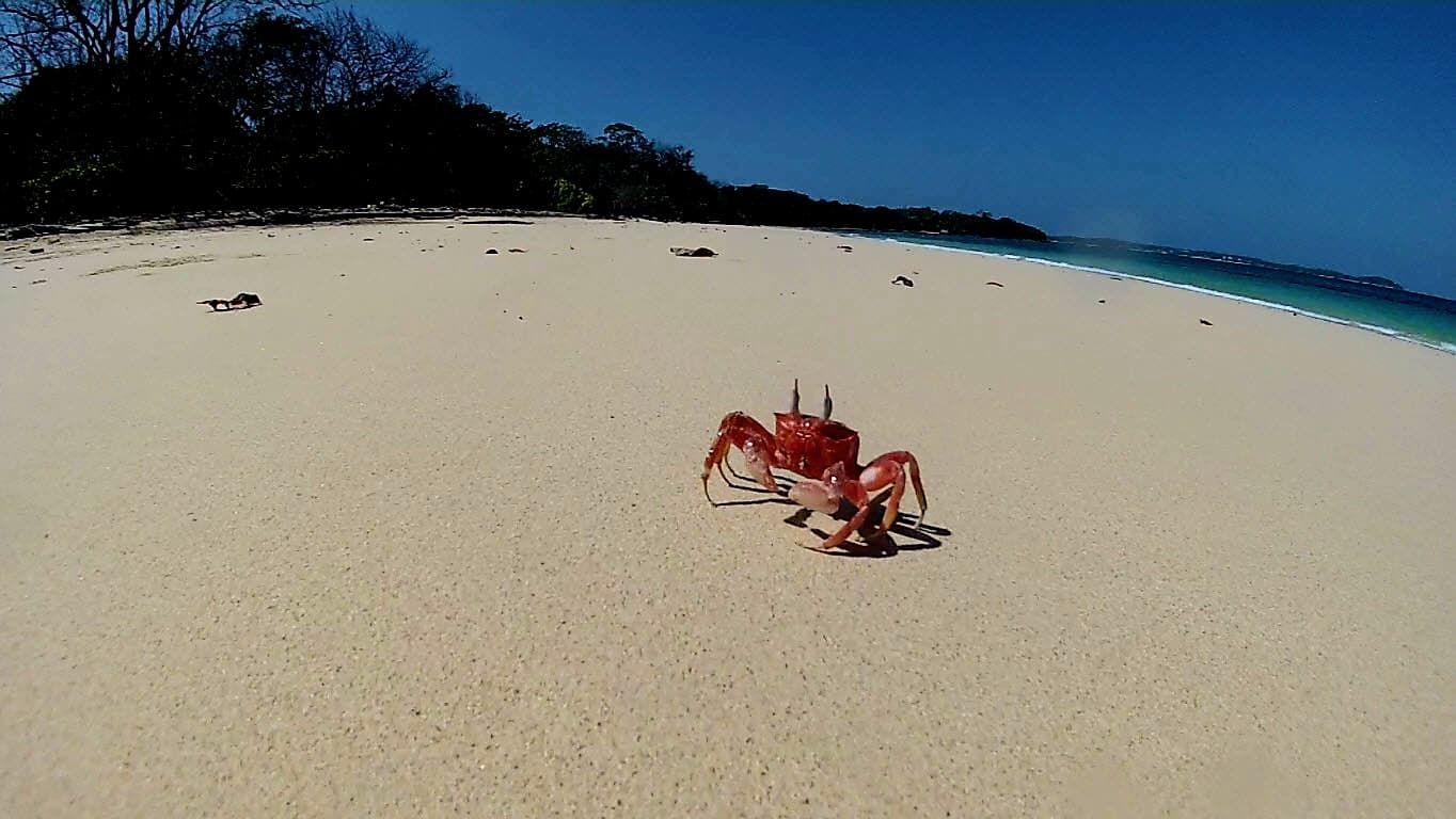 Cangrejito en la isla contadora