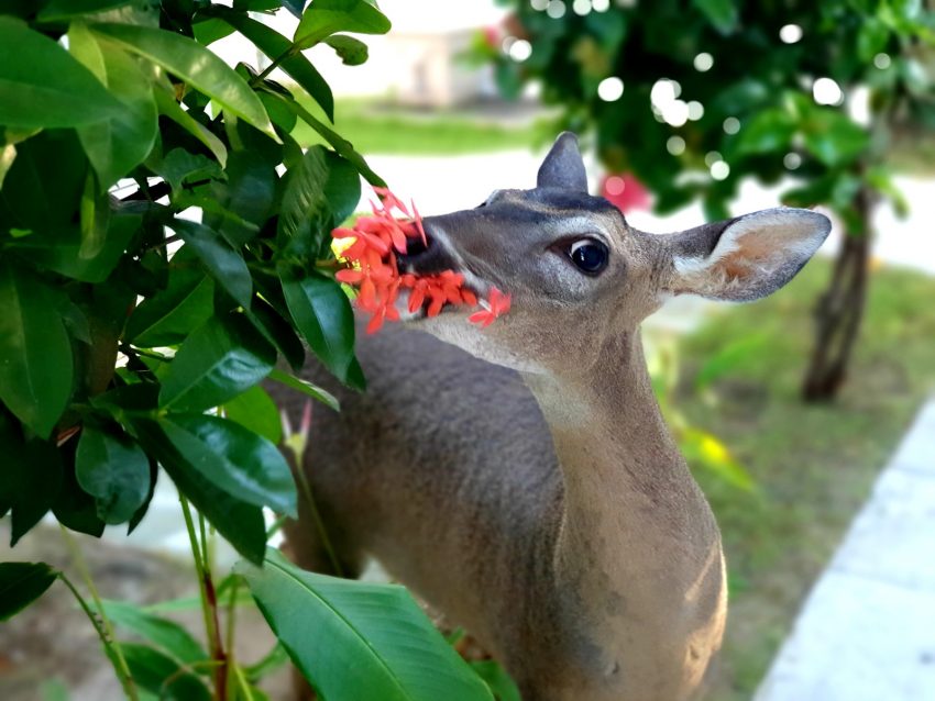 Cervatillo en Contadora