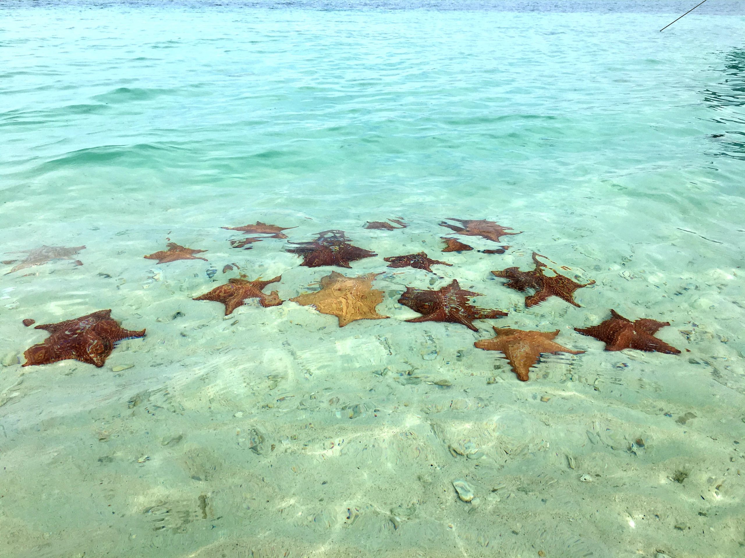 Estrellas de mar en Isla Estrella en San Blas