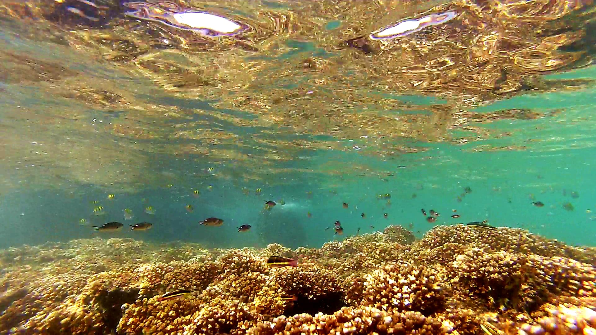 Snorkel en Contadora