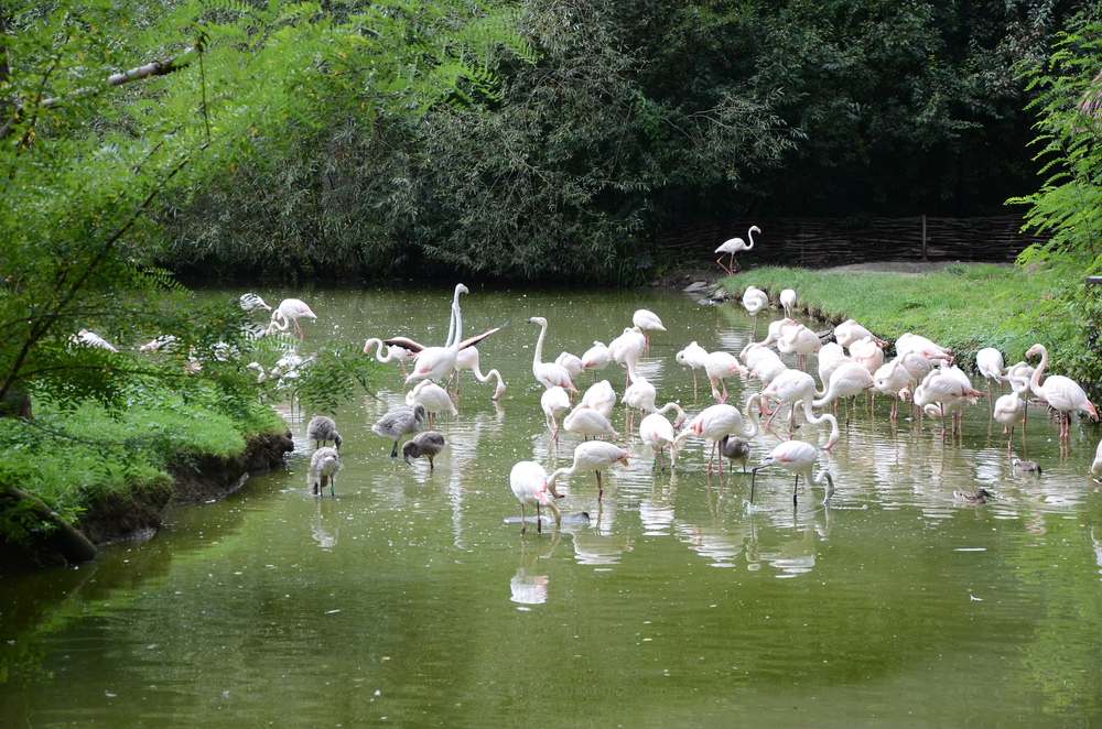 Charco Verde en la Isla Ometepe