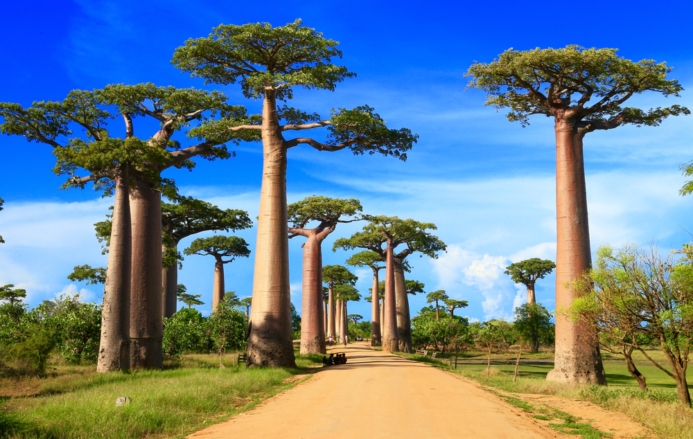 Paseo de los Baobabs