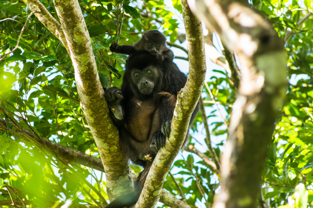 Monos en la Isla Ometepe