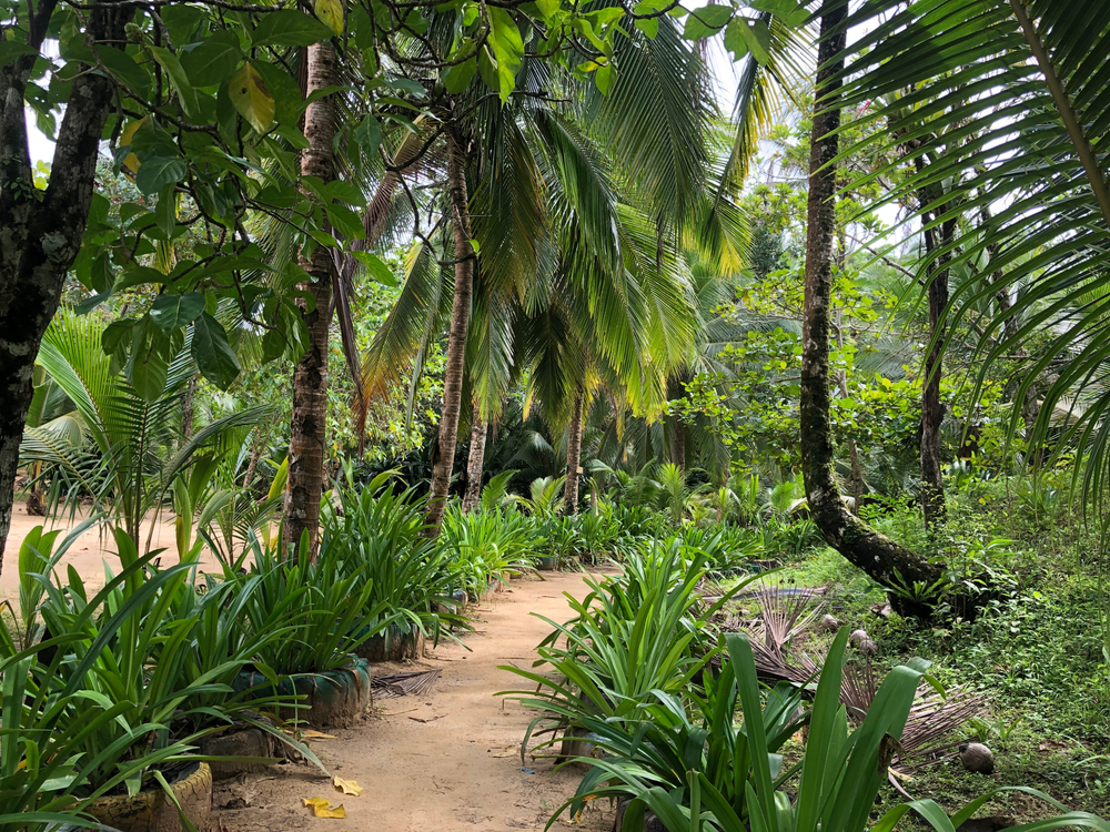 Sendero en la Isla Red Frog