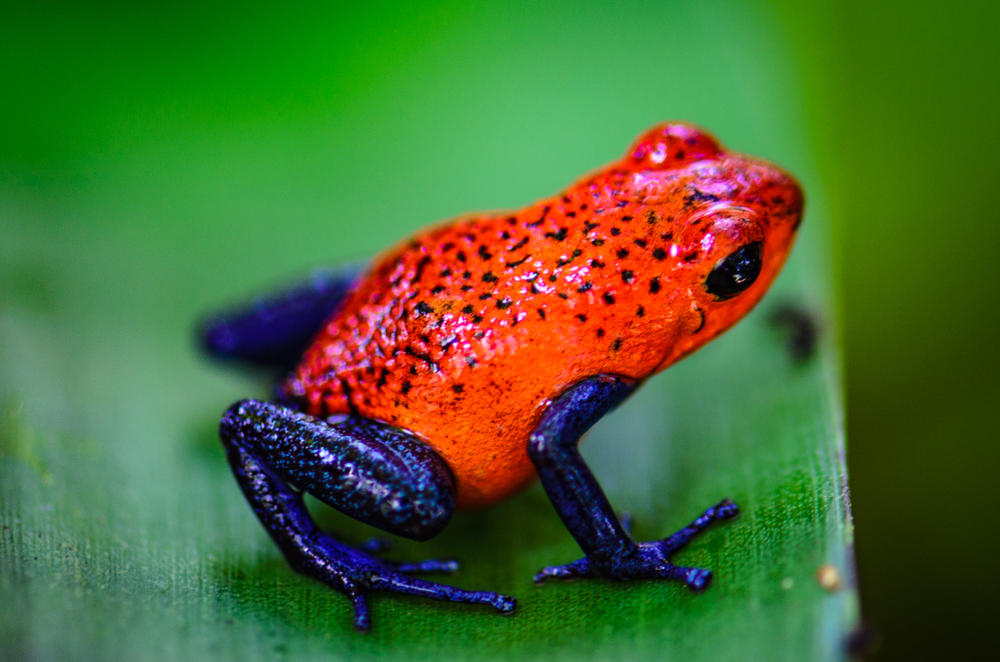 Red frog en Bocas del Toro