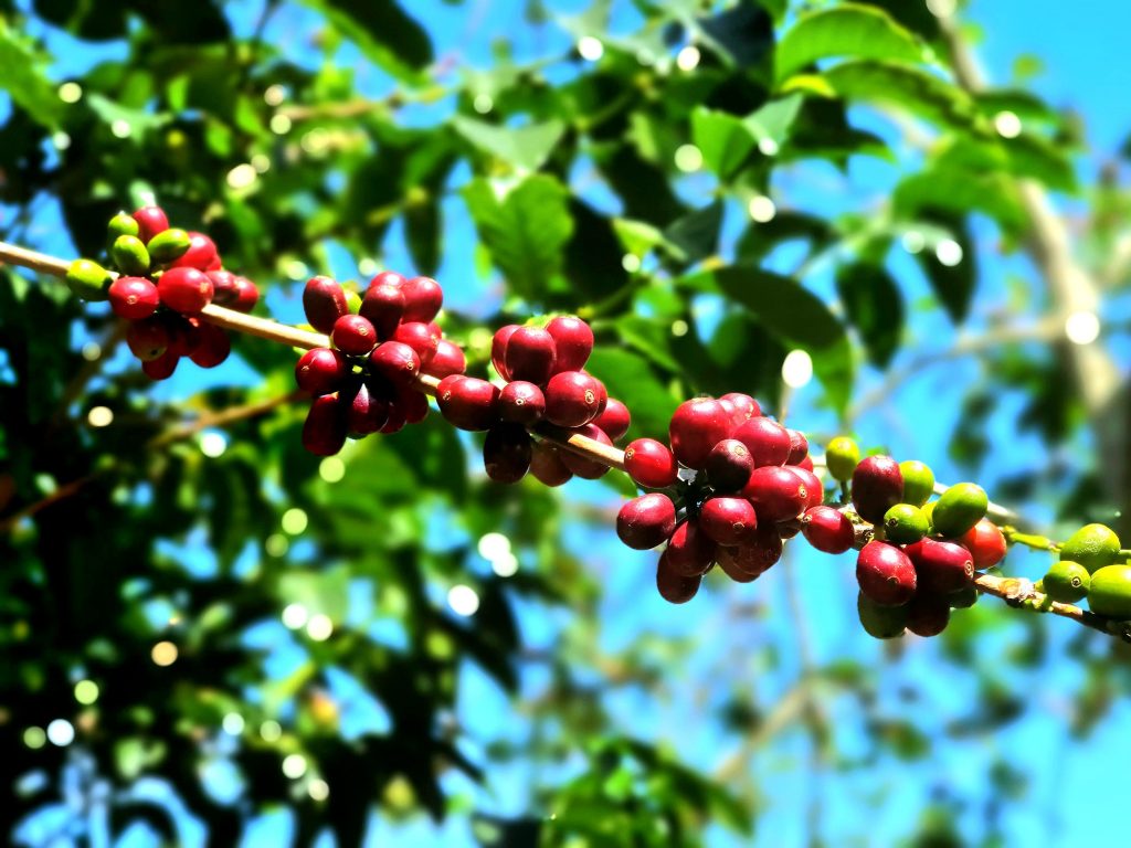 Cafetales en Chiriquí, Panamá