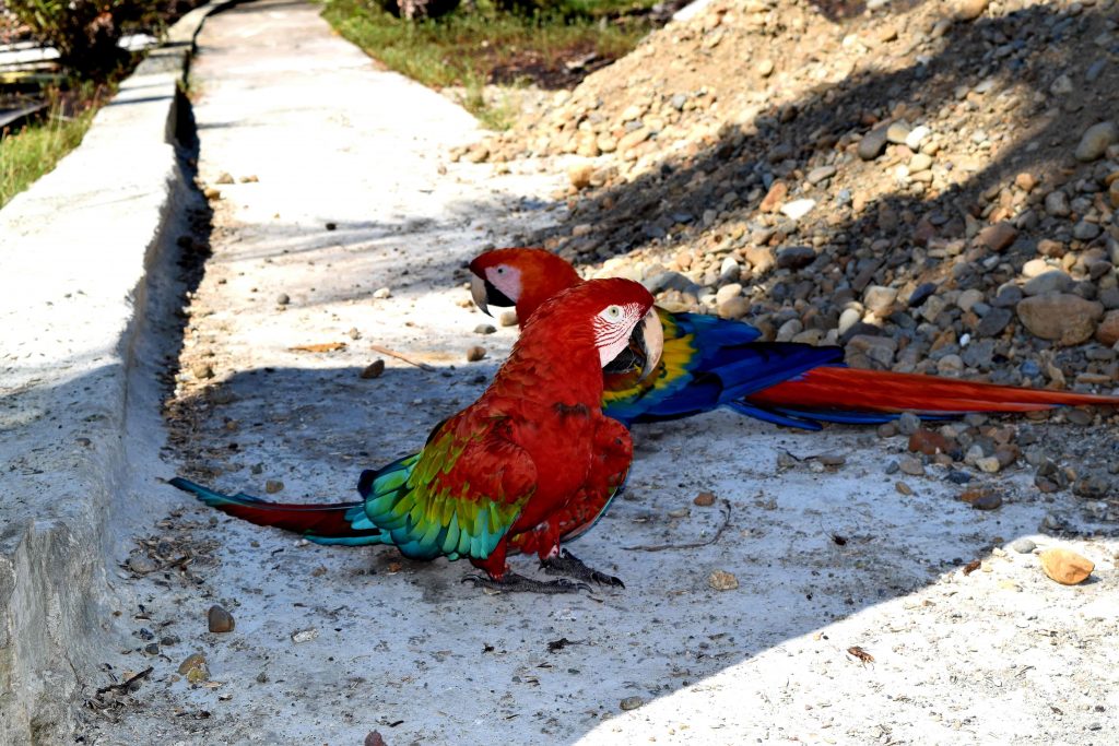 Guacamayos en Bocas del Toro