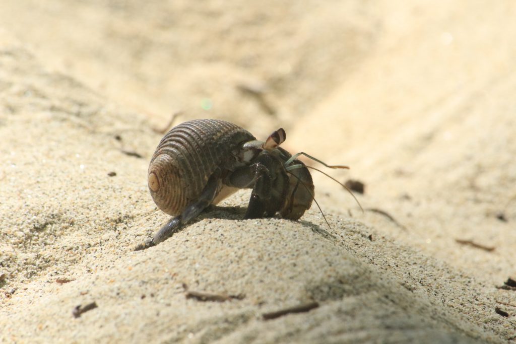Cangrejo hermitaño en Isla Coiba