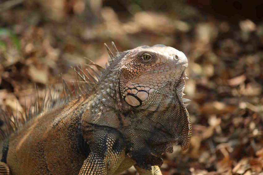 Iguana en Isla Iguana. Panamá