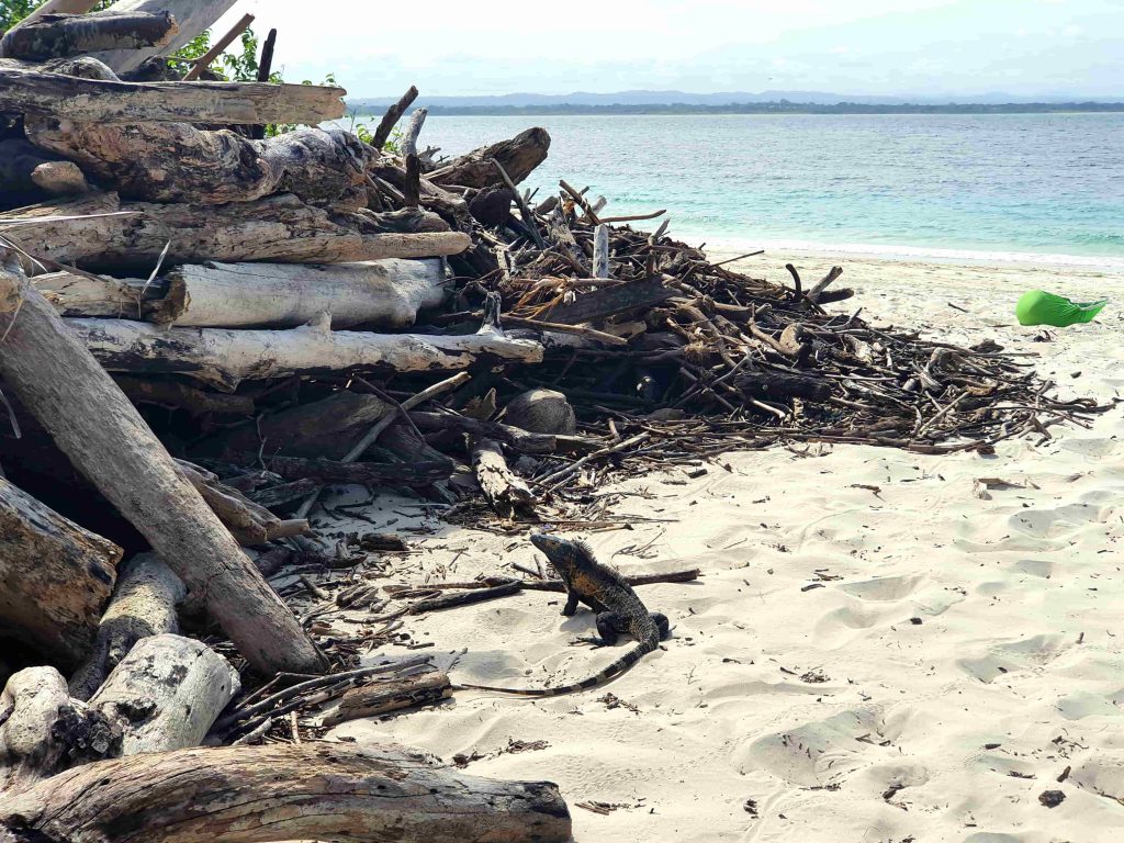 Iguanas en la playa, Isla Iguana