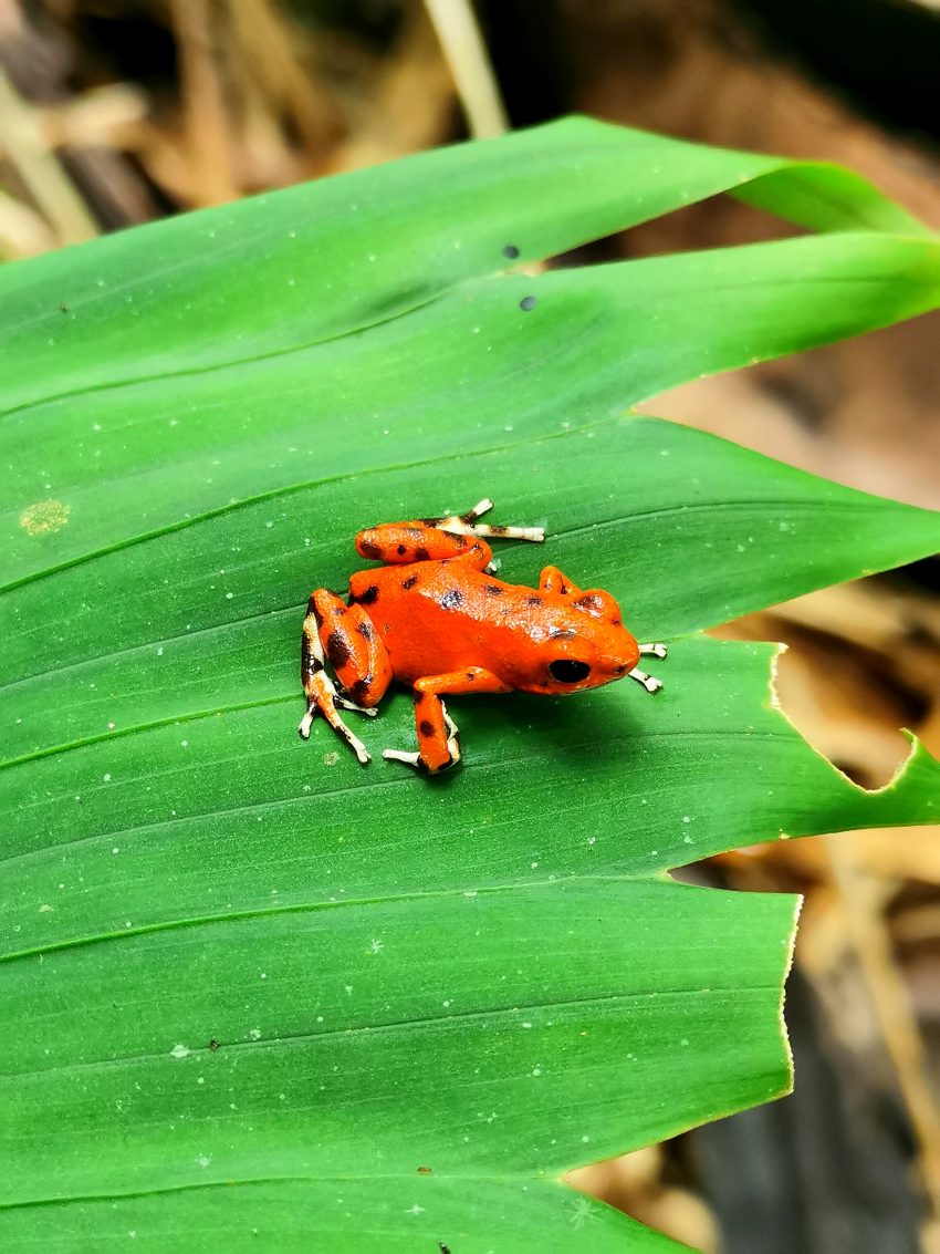 Rana Roja en la Isla Red Frog, Bocas del Toro