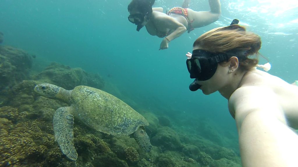 Snorkel con tortugas en granito de oro