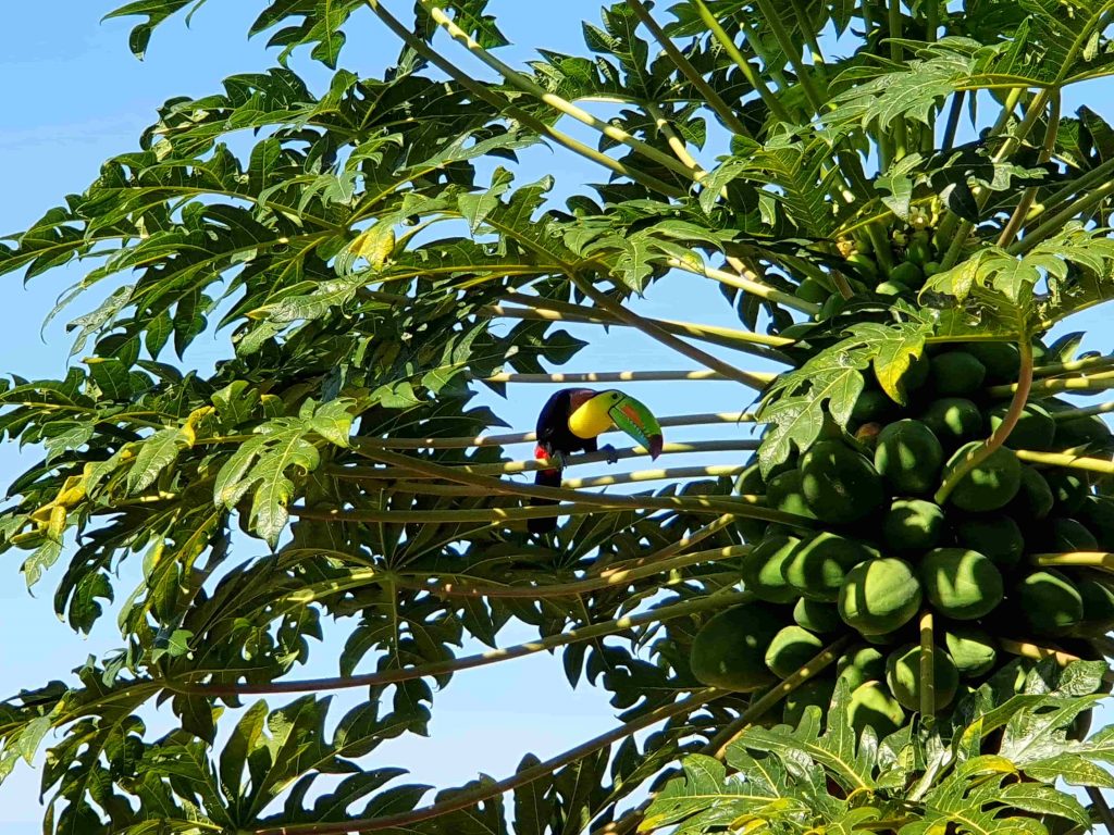 Tucán en Torio, Panamá