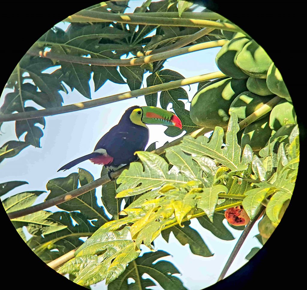 Tucan en Torio, Panamá
